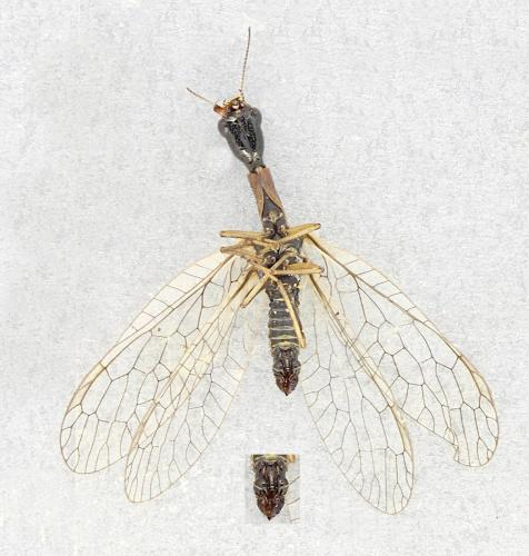 Subilla confinis